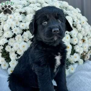 Benson, Bernese Golden Mountain Dog Puppy