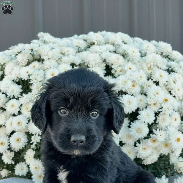 Benson, Bernese Golden Mountain Dog Puppy
