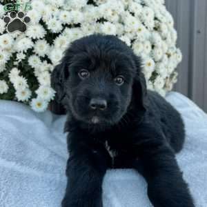 Benson, Bernese Golden Mountain Dog Puppy