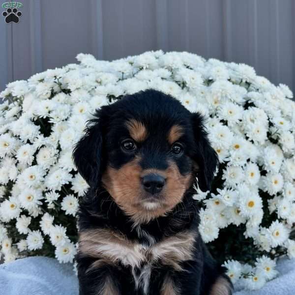 Bentley, Bernese Golden Mountain Dog Puppy