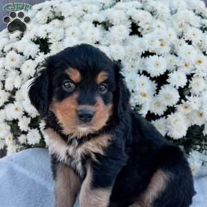 Bentley, Bernese Golden Mountain Dog Puppy