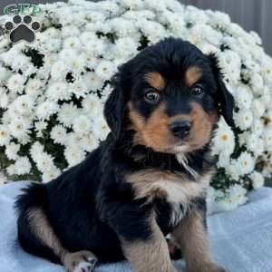 Bentley, Bernese Golden Mountain Dog Puppy