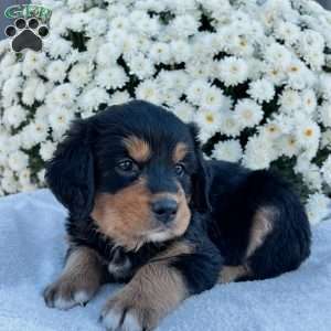 Bentley, Bernese Golden Mountain Dog Puppy