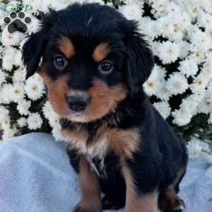 Belle, Bernese Golden Mountain Dog Puppy