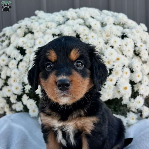 Belle, Bernese Golden Mountain Dog Puppy
