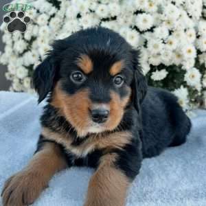 Belle, Bernese Golden Mountain Dog Puppy