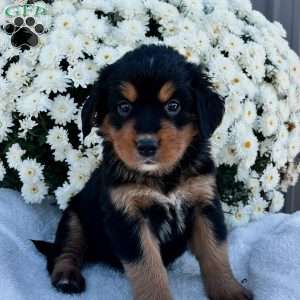 Belle, Bernese Golden Mountain Dog Puppy
