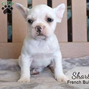 Sharla, French Bulldog Mix Puppy