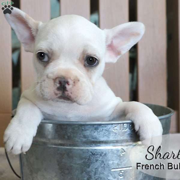 Sharla, French Bulldog Mix Puppy