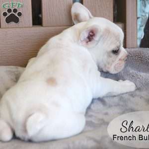 Sharla, French Bulldog Mix Puppy