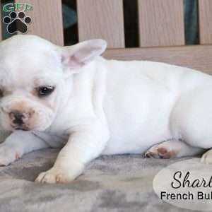 Sharla, French Bulldog Mix Puppy