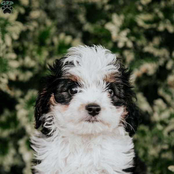 Sheila, Cavapoo Puppy
