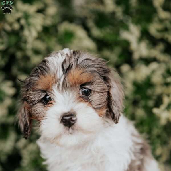 Sissy, Cavapoo Puppy