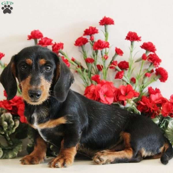 Snoopy, Dachshund Puppy