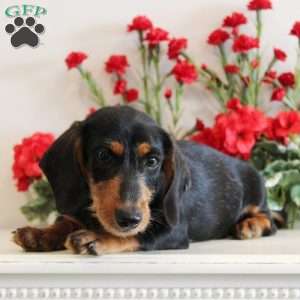 Snoopy, Dachshund Puppy