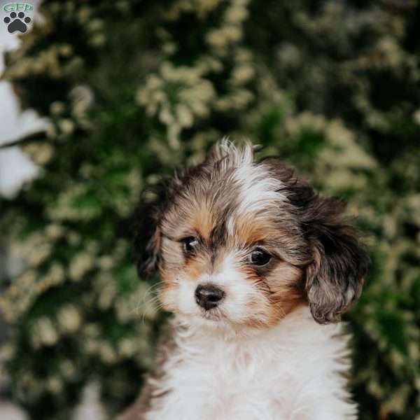 Stella, Cavapoo Puppy