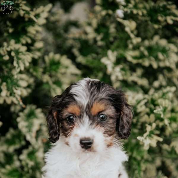 Sunny, Cavapoo Puppy