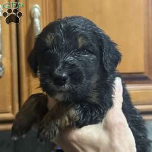 Grey, Goldendoodle Puppy