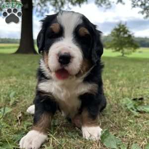 Den Den, Bernese Mountain Dog Puppy
