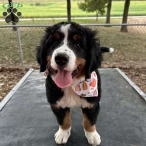 Den Den, Bernese Mountain Dog Puppy