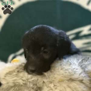 Orange, Goldendoodle Puppy
