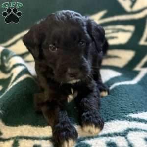 Light Blue, Goldendoodle Puppy