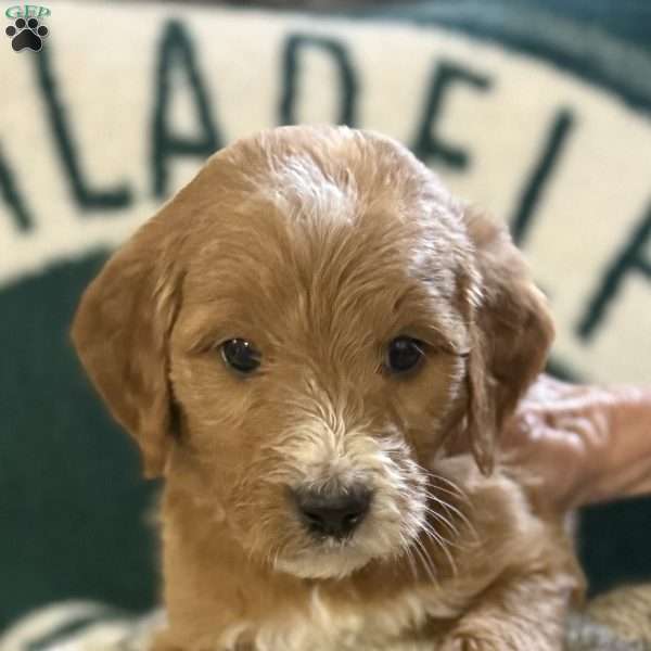 Black, Goldendoodle Puppy