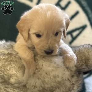 Red, Goldendoodle Puppy