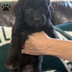 Pink, Goldendoodle Puppy