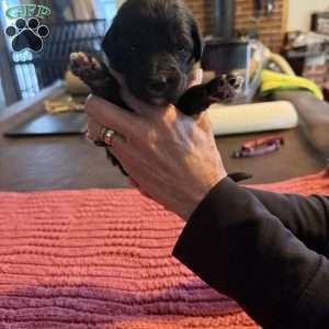 Orange, Goldendoodle Puppy