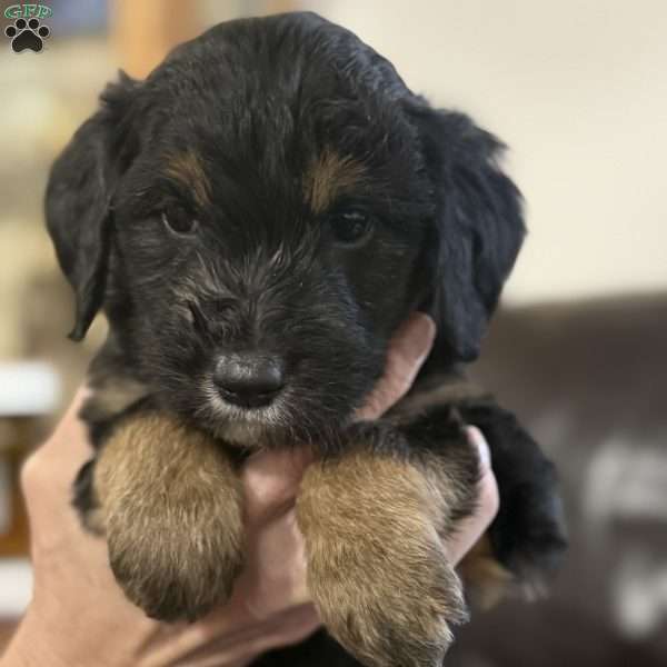 Grey, Goldendoodle Puppy