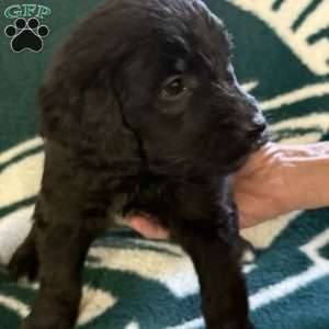 Pink, Goldendoodle Puppy