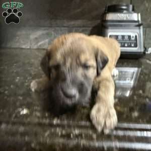 Yellow, Goldendoodle Puppy