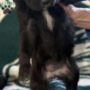 Orange, Goldendoodle Puppy