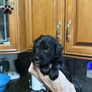 Rose Red, Goldendoodle Puppy