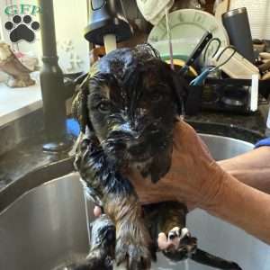 Grey, Goldendoodle Puppy