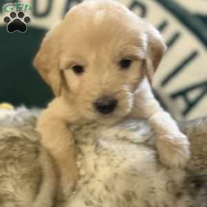 Red, Goldendoodle Puppy