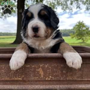 Den Den, Bernese Mountain Dog Puppy