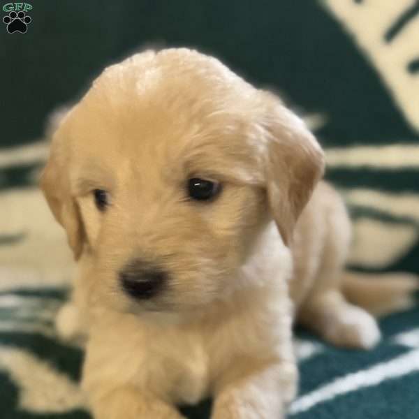 Red, Goldendoodle Puppy