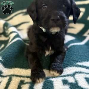 Light Blue, Goldendoodle Puppy