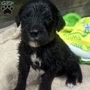 Rose Red, Goldendoodle Puppy