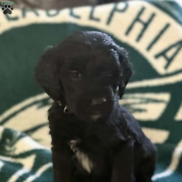Purple, Goldendoodle Puppy