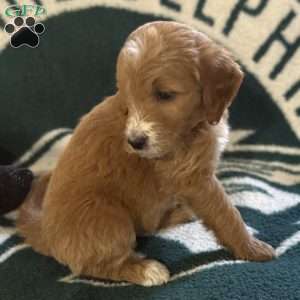 Black, Goldendoodle Puppy