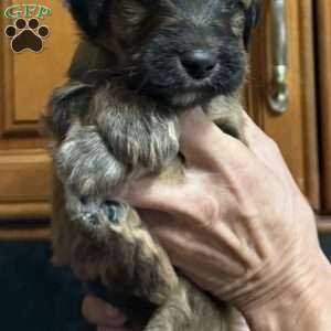 Blue, Goldendoodle Puppy