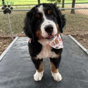 Den Den, Bernese Mountain Dog Puppy