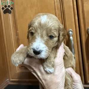 Black, Goldendoodle Puppy