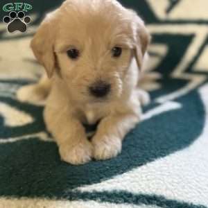 Red, Goldendoodle Puppy