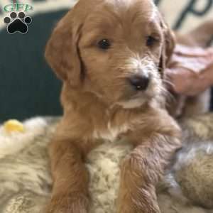 Black, Goldendoodle Puppy
