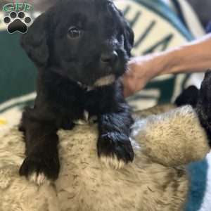 Light Blue, Goldendoodle Puppy