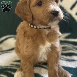 Black, Goldendoodle Puppy